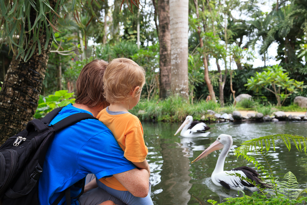 Family,Looking,At,Pelicans
