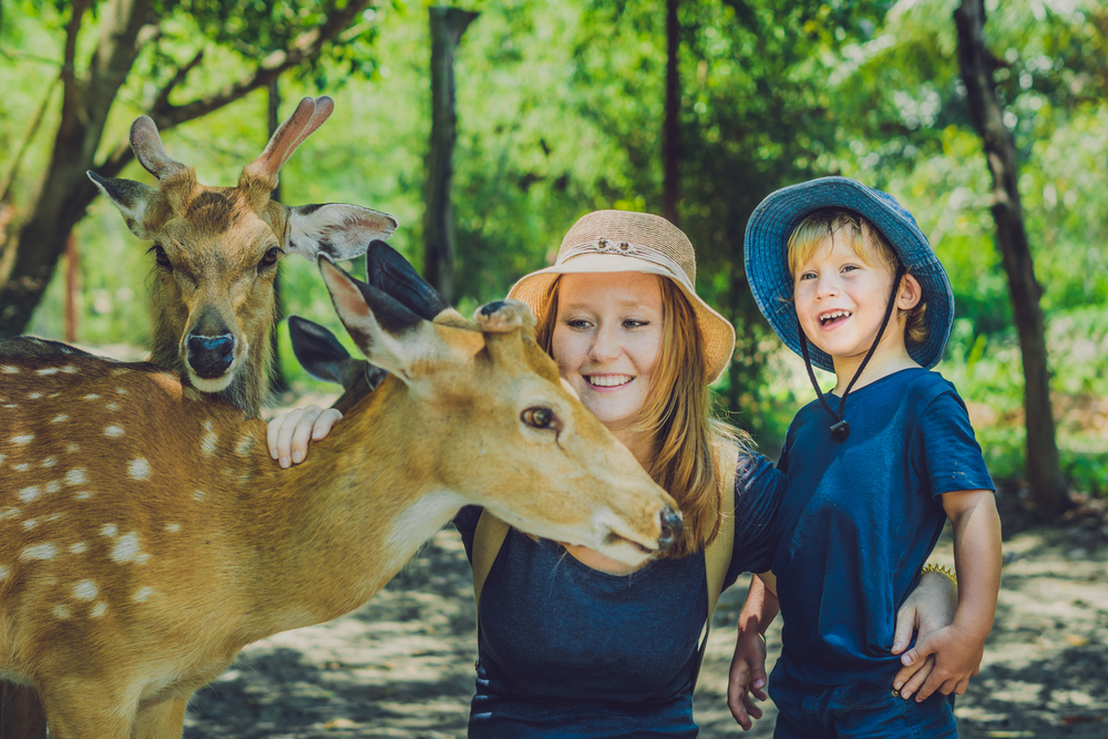 Mother,And,Son,Feeding,Beautiful,Deer,From,Hands,In,A